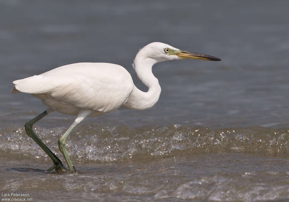 Chinese Egretadult post breeding, identification