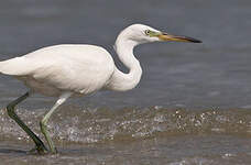 Aigrette de Chine