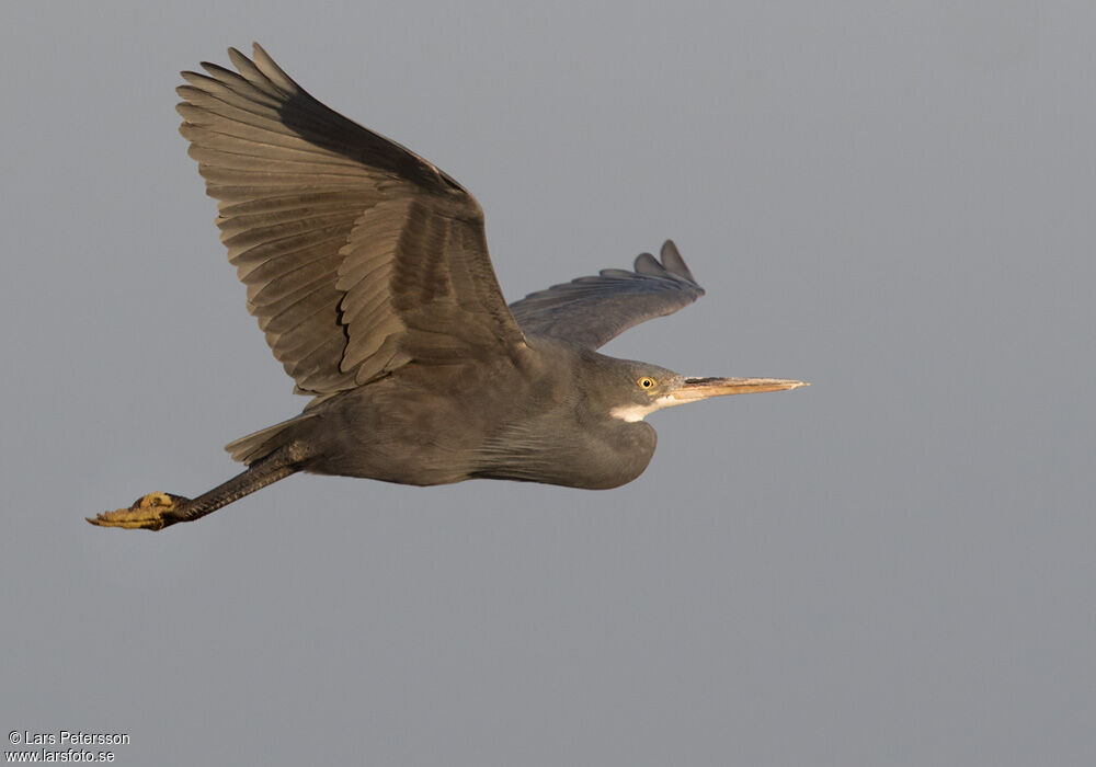 Western Reef Heron