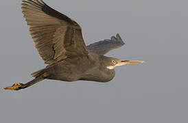 Western Reef Heron