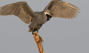 Western Reef Heron