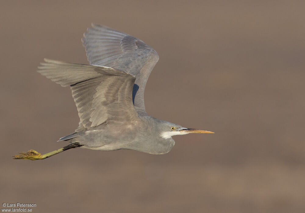 Aigrette des récifs