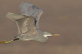 Aigrette des récifs