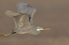Aigrette des récifs