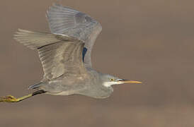 Western Reef Heron