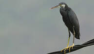 Aigrette des récifs