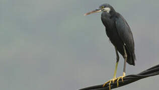 Aigrette des récifs