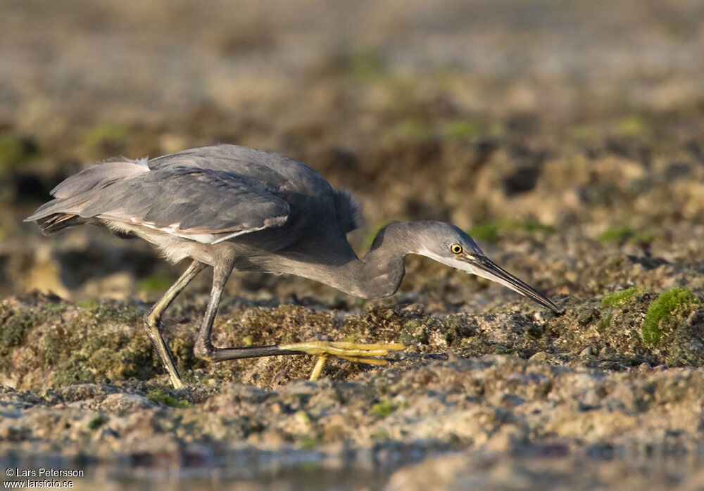 Western Reef Heron