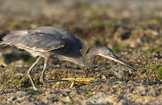 Aigrette des récifs