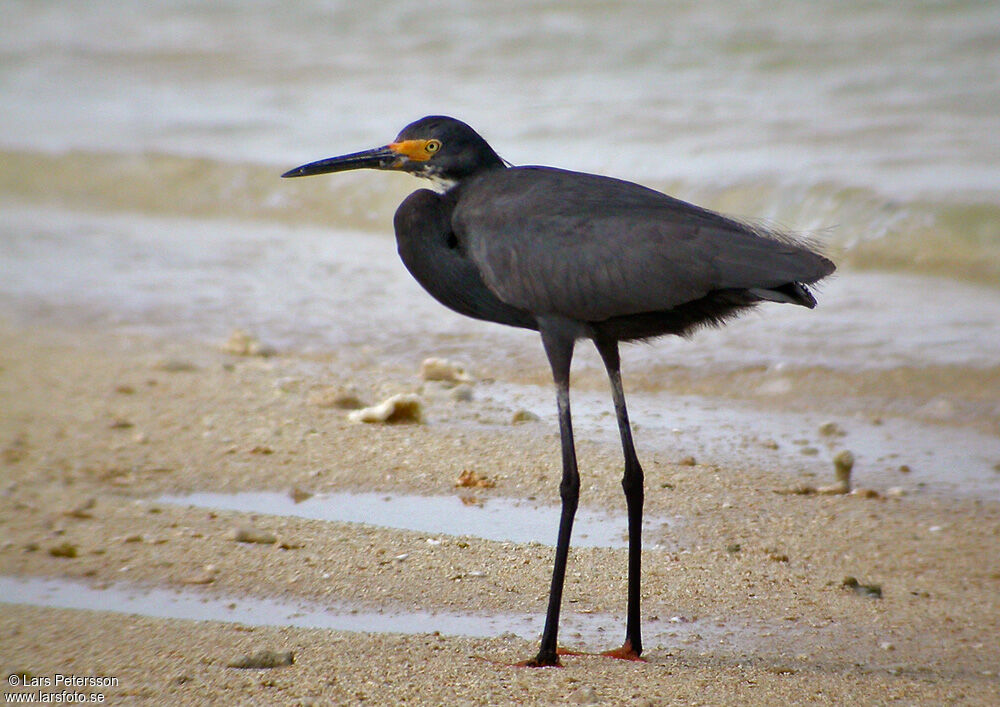 Aigrette des récifs