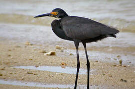 Western Reef Heron