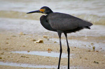 Aigrette des récifs