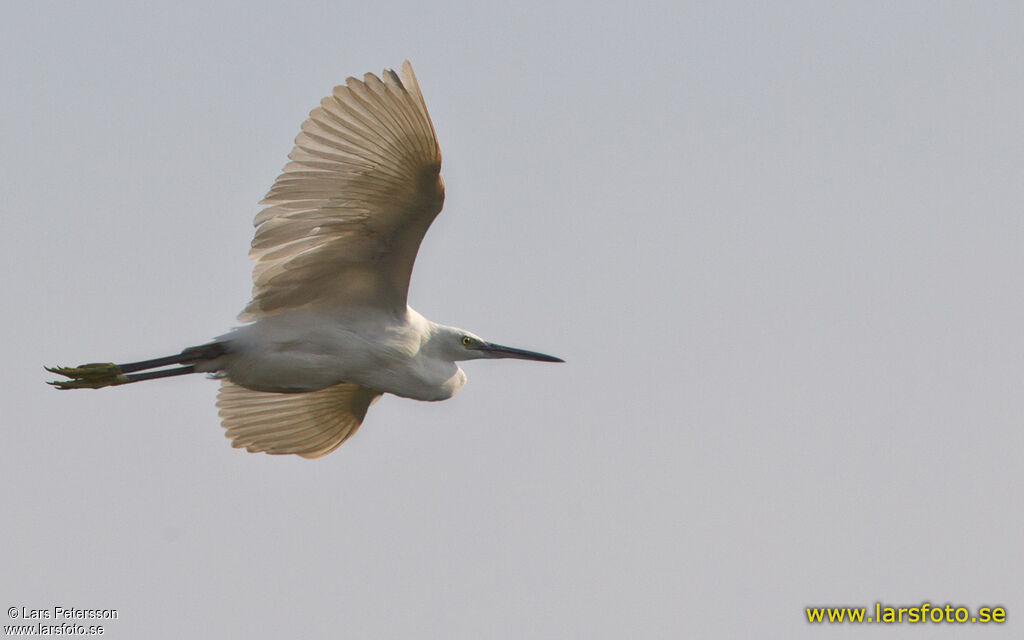 Aigrette des récifs