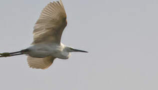 Western Reef Heron