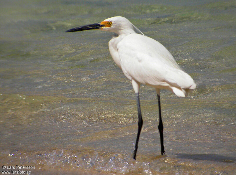 Aigrette des récifs