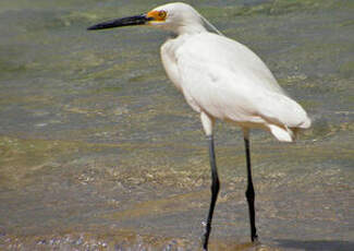 Aigrette des récifs