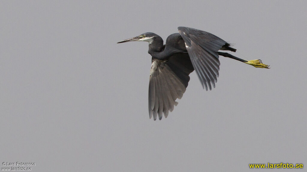 Western Reef Heron