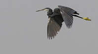Aigrette des récifs
