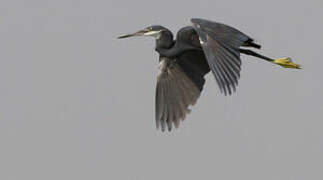 Western Reef Heron