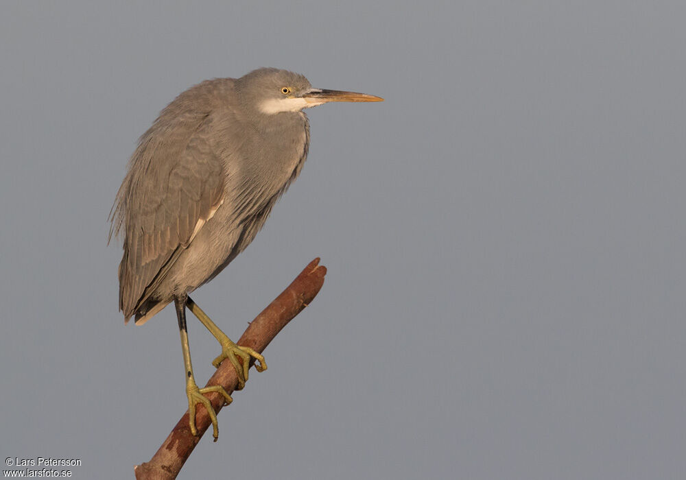 Western Reef Heron