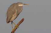 Aigrette des récifs