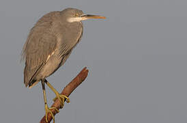 Western Reef Heron