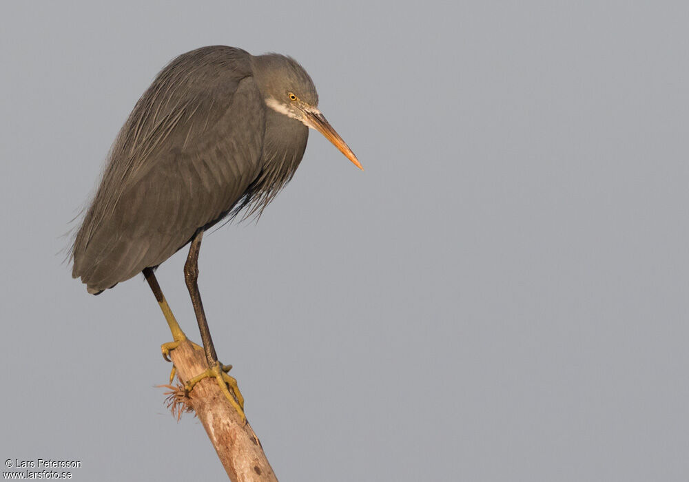 Western Reef Heron