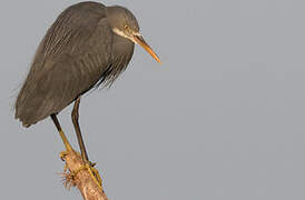 Western Reef Heron