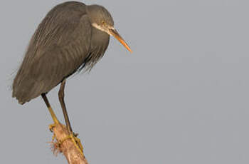 Aigrette des récifs