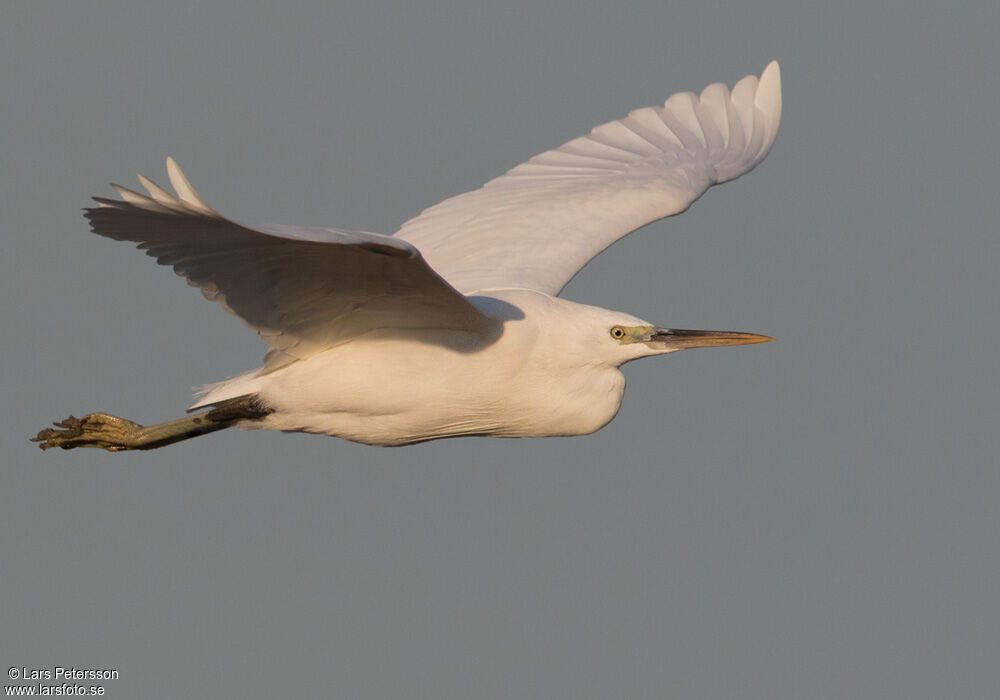 Western Reef Heron