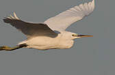 Aigrette des récifs