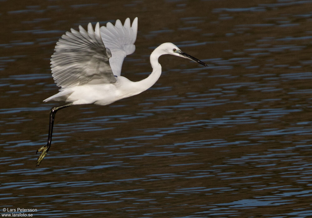 Aigrette garzette