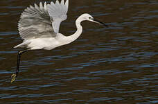 Aigrette garzette