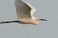 Aigrette garzette