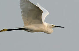 Little Egret