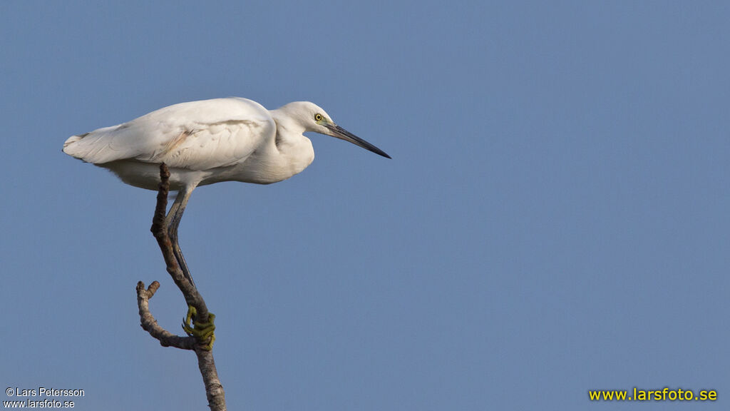 Little Egret