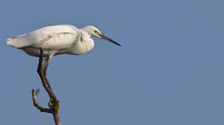 Little Egret