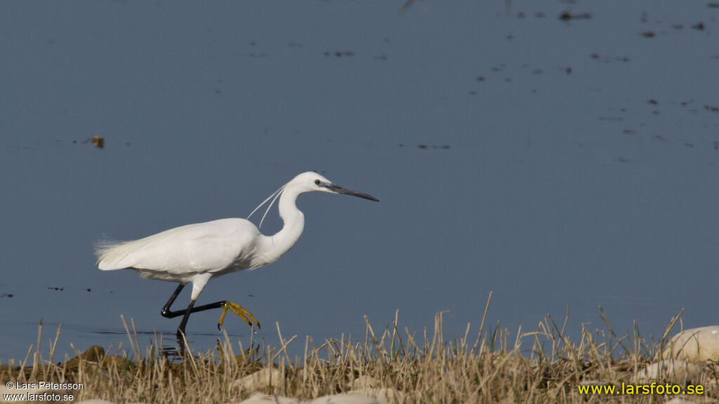 Aigrette garzette