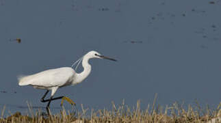 Little Egret