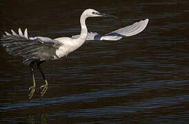 Aigrette garzette