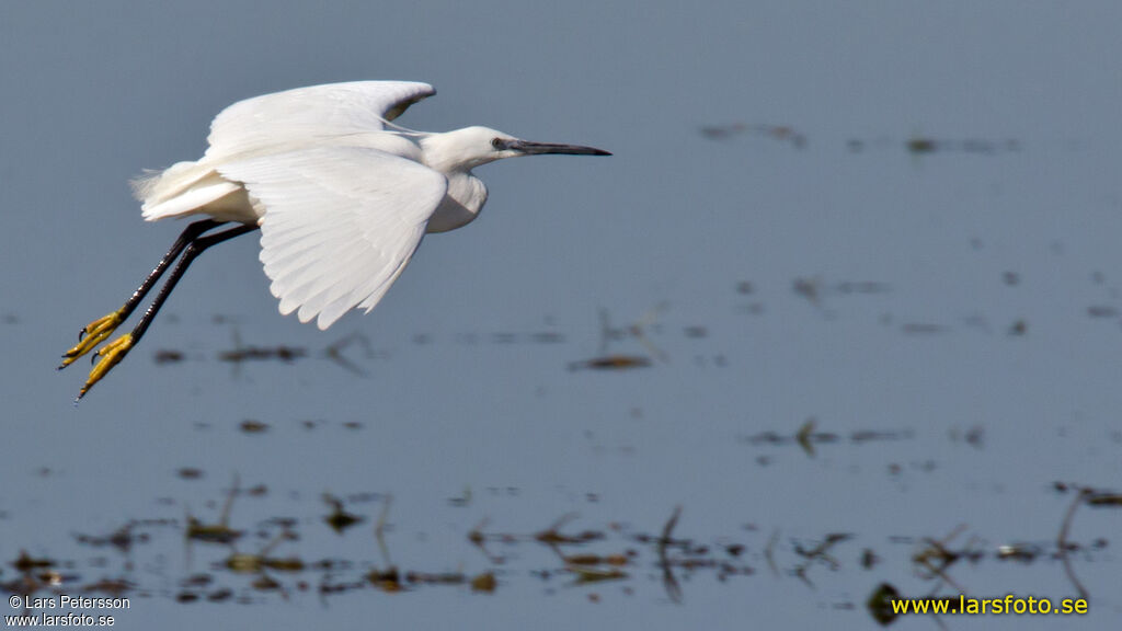 Little Egret