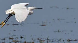 Little Egret