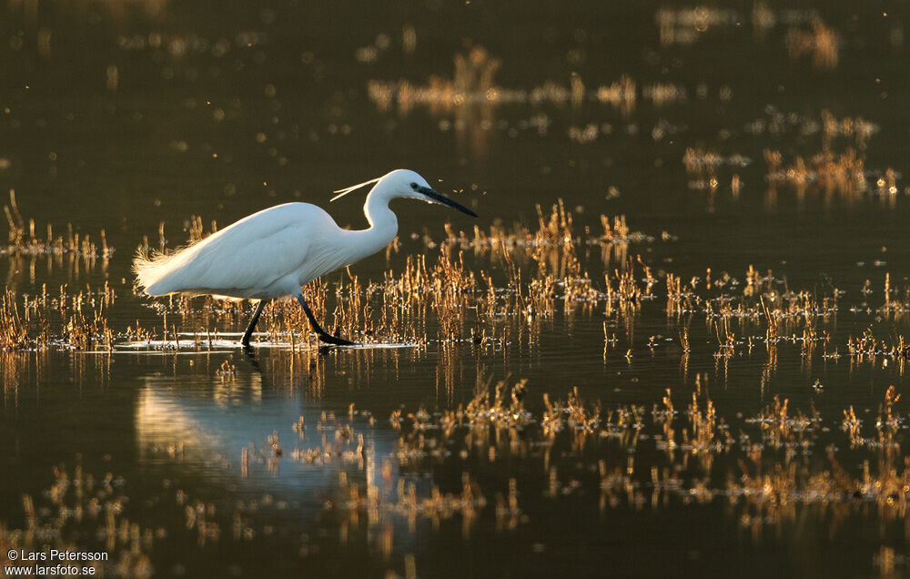 Little Egret