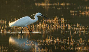 Little Egret