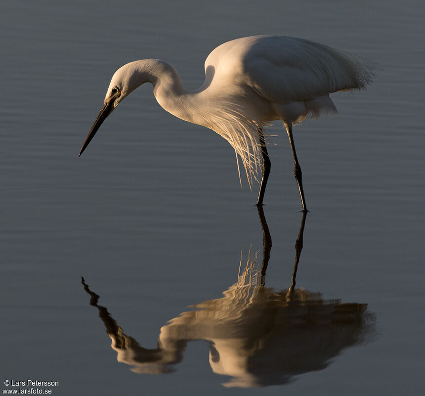 Little Egret