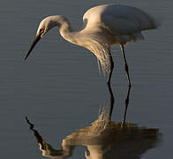 Little Egret