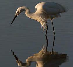 Aigrette garzette