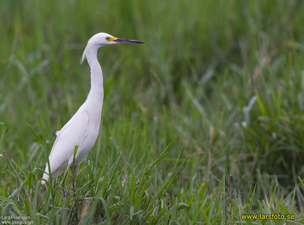 Snowy Egret