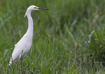 Aigrette neigeuse