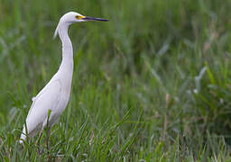 Snowy Egret